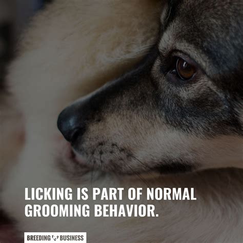 Why Do Dogs Lick Their Privates – Cleaning, Pain, Heat Cycle & FAQ