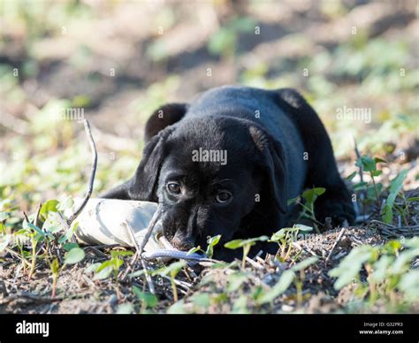 A Black Labrador Retriever retrieving a training bumper Stock Photo - Alamy