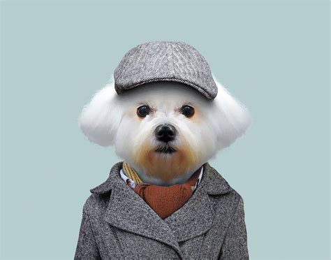 Maltese Dogs In Human Clothes Captivating Animal Portraits