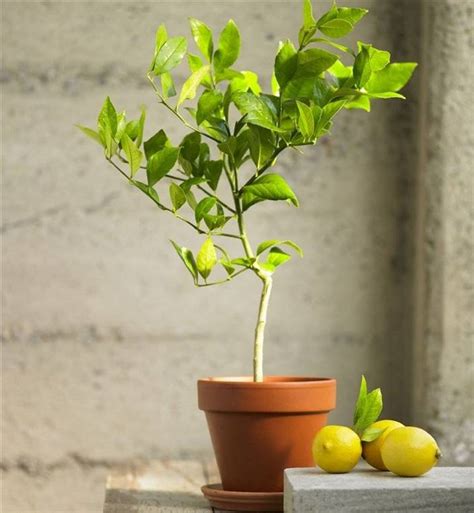 Cómo Plantar Un Limonero En Casa