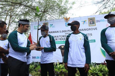 PLN TANAM MANGROVE DI TELUK PANGPANG ANTARA Foto