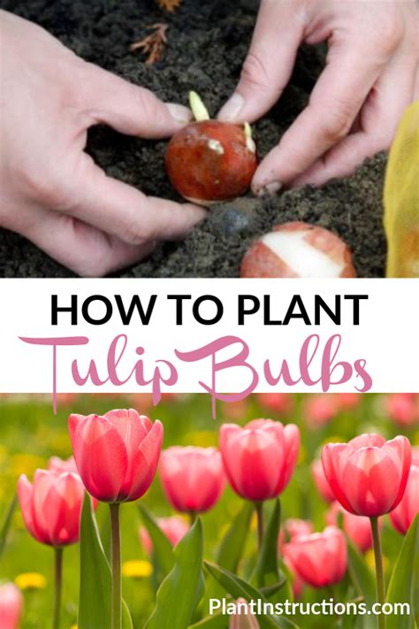 How To Plant Tulip Bulbs Planting Tulips Growing Tulips Planting Bulbs