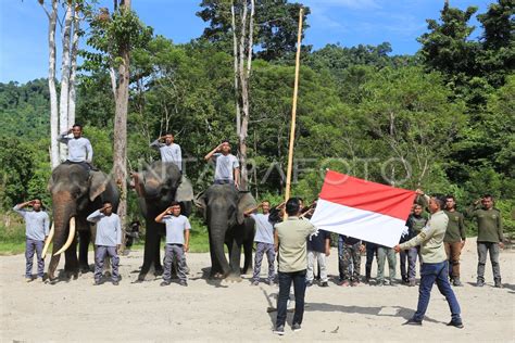 Pengibaran Bendera Merah Putih Bersama Gajah Sumatera Antara Foto