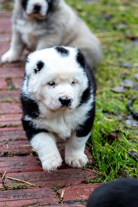 Central Asian Shepherd Puppies for Sale | Central Asian Shepherd Dog ...