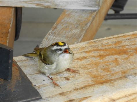 Yellow Crowned Kinglet Oregon Trail Animals Photo