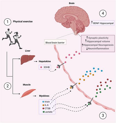 Frontiers The Emerging Neuroprotective Roles Of Exerkines In