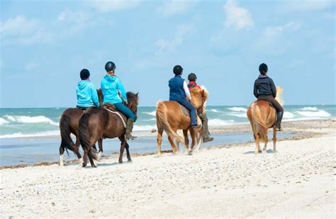 Reiten In Dänemark Ein Paradies Für Pferdefreunde Reiterguide Magazin