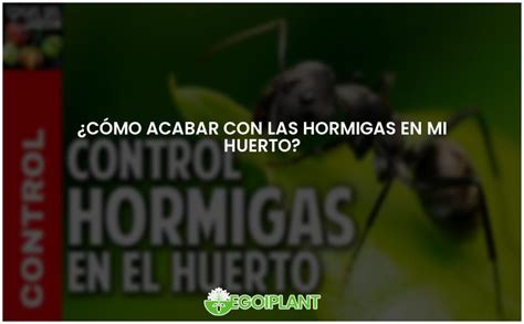 Elimina Hormigas En Tu Huerto Con Estos Consejos Efectivos EGOIPLANT