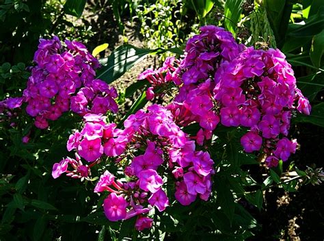 Флокс (Phlox) – род многолетних, реже однолетних трав, иногда ...