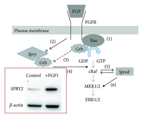 A Stepwise Overview Of The Mechanisms Of Sprouty And SPRED Negative