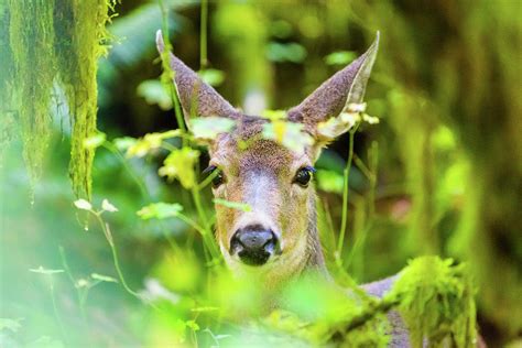 Deer In Rainforest Photograph By Brian Knott Photography Fine Art America