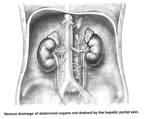 Venous Drainage Of Abdomen Diagram Quizlet