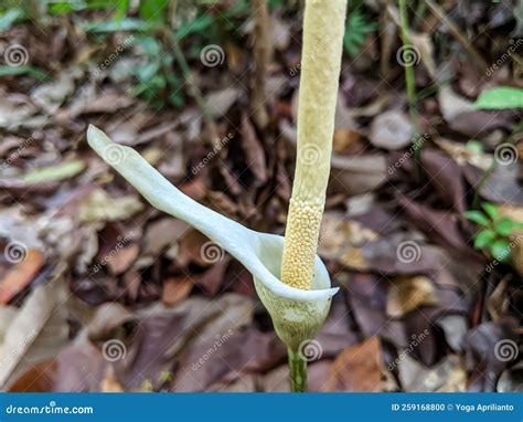 An Unusual And Fascinating Plant That Has Single Leaves Speckled Stems