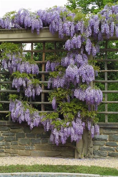 The Charm Of Wisteria Is Impossible To Resist Climbing Vines Are A