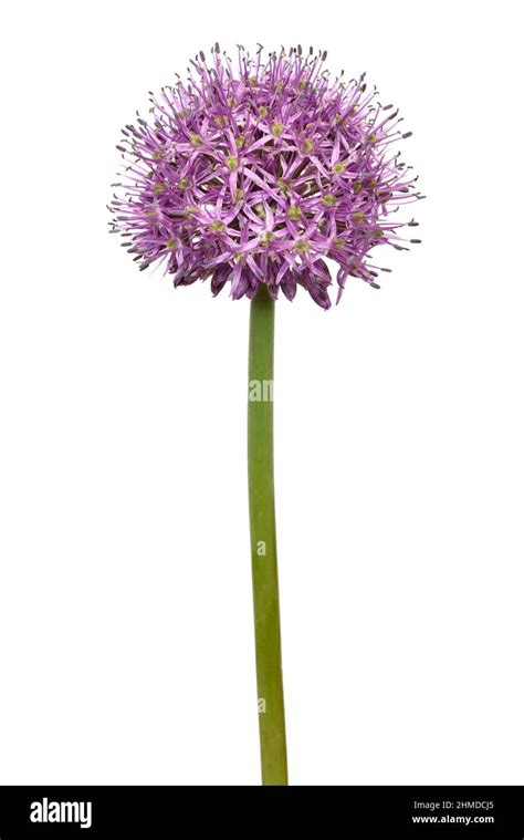 Allium Allium Sativum Flower Isolated On White Background Stock Photo