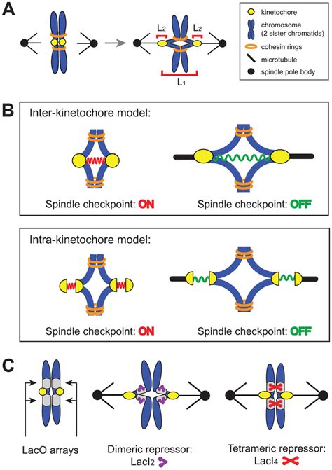 The Spindle Checkpoint Is Sensitive To Tension On Bi Oriented