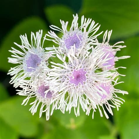 Ageratum Houstonianum Timeless Mix Floss Flower Timeless Mix