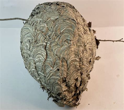 Sold Price: Huge Black Hornet Nest Display Taxidermy Round Real Paper ...