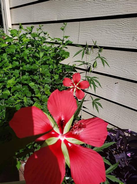 15 Great Red Hibiscus Flower Seeds Hibiscus Coccineus, Hardy Perennial ...