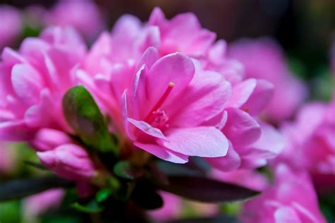 Fotos gratis naturaleza pétalo florecer primavera botánica