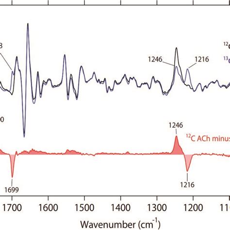 A Difference Atr Ftir Spectra Upon Binding Of Acetylcholine To M R