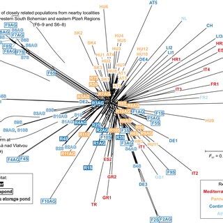 Neighbornet Network Based On Genetic Distances Fst Showing