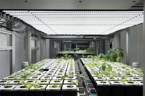 Primer Proyecto De Agricultura Urbana Digital En Vertical Del Mundo