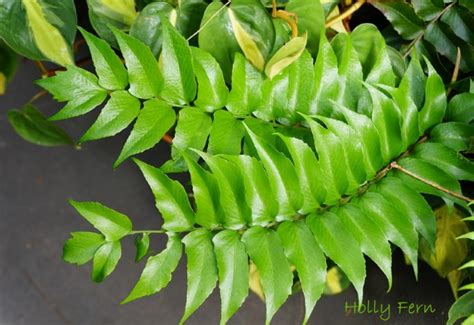 Japanese Holly Fern Care Tips: Grow Cyrtomium Falcatum Indoors