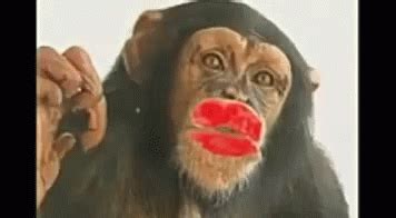 Cute Monkey Kiss Gif