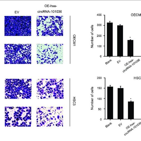 Overexpression Of Hsa CircRNA 101036 Inhibits Cell Migration And