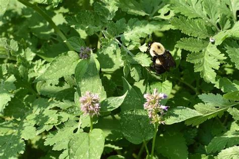 How to Plant Anise Hyssop? (Complete Growing & Care Tips)