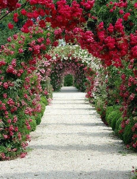 17+ images about Flower tunnels on Pinterest | Gardens, Wisteria and ...