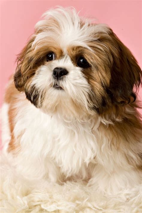 Shih Tzu Puppy On Pink Shihtzu Shih Tzu Puppy Shih Tzu Dogs