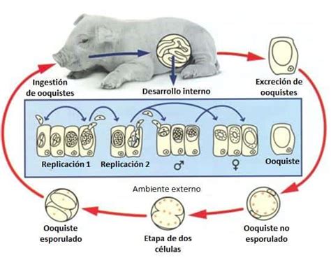 Parasitosis Porcinas Coccidiosis Neonatal