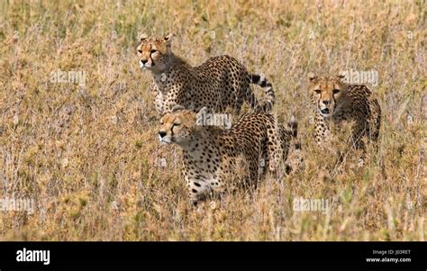 Three Cheetahs In The Savannah Kenya Tanzania Africa National Park