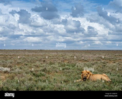 An Adult Male Lion Panthera Leo Serengeti National Park UNESCO