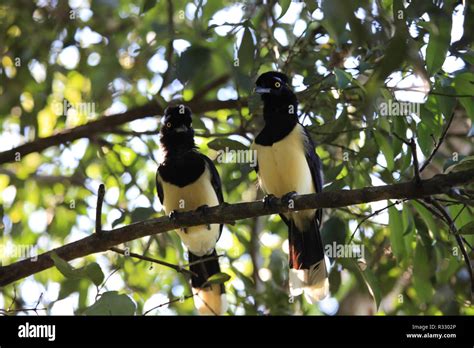 birds in the jungle Stock Photo - Alamy