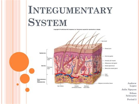 Ppt Integumentary System Powerpoint Presentation Free Download Id