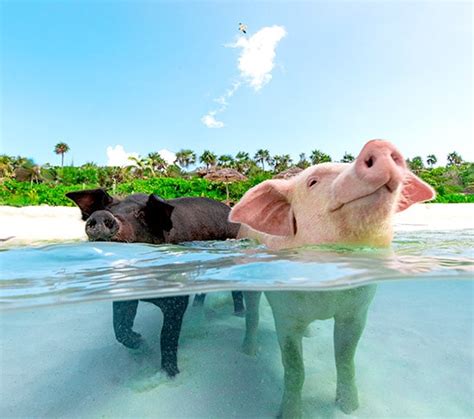 Swimming Pigs. Rose Island, Bahamas. | Syndication Cloud