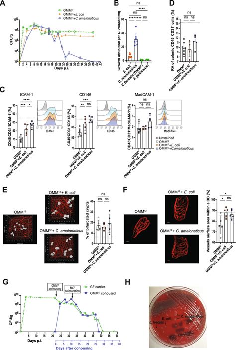 Impact Of E Coli And C Amalonaticus On Intestinal Maturation And