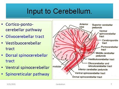 Cerebellum Prof K Sivapalan Cerebellum It Has A