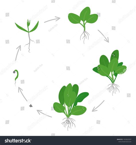 15 Spinach Life Cycle Images, Stock Photos, 3D objects, & Vectors