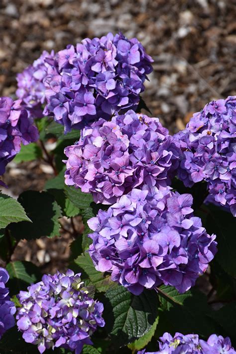 Endless Summer® Bloomstruck™ Hydrangea Hydrangea Macrophylla Piihm Ii