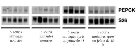 Banque De Sujets De Bac Svt Acad Mie De Besan On