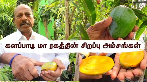 Expert Tips To Grow Your Own Kalapadi