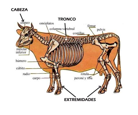 Clasificacion Vertebrados