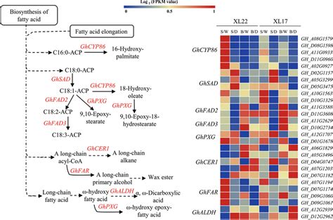 Expression Profiles Of The Degs Involved In Biosynthesis Of Fatty