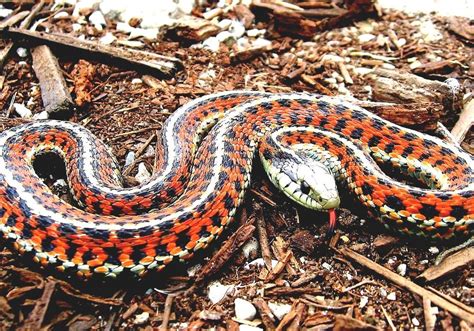 Garter Snake - Garter Snake Diet In The Wild