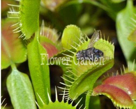 Dionaea Muscipula Venus Flytrap Seeds Pack Bestseedsonline