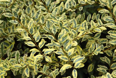 Ligustrum Sinense Chinese Privet North Carolina Extension Gardener